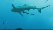 Shark feeding on Osprey Reef [Coral Sea] - North Horn