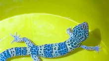 Geko leaperds in Pakistani