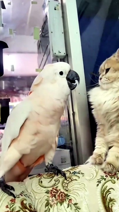 Unusual Animal Friendships That Instantly Went Wrong 💀"