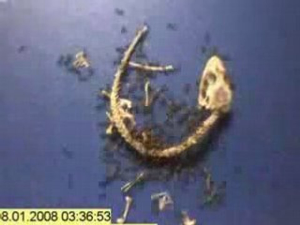 Fourmis attaque