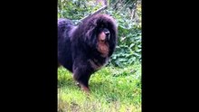 📺LES 5 ANIMAUX LES + CHERS DE L'HISTOIRE 🤯🎬ABONNES-TOI & METS UN COM' STP MERCI📺🙏😉😎💖