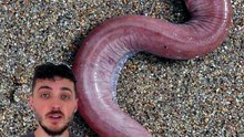 Un poisson INDESTRUCTIBLE ! #poisson #mixyne #requin #animaux #nature