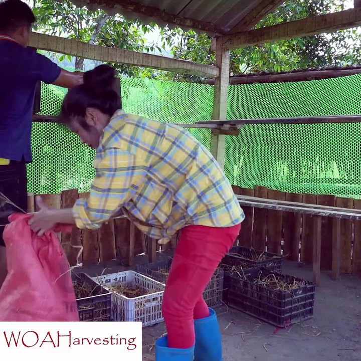 Chicken Farm Building Plan | DIY Nesting Boxes & Coop Construction for Egg Laying
