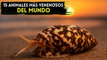 15 animales más venenosos del mundo: ¡Con venenos aún más potentes que los de las serpientes!