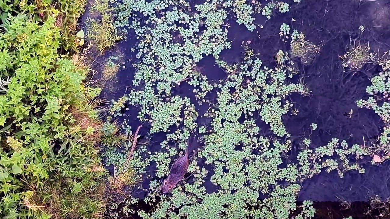 Urban Beavers as Climate-Resilient Engineers