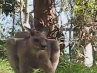 Jervis bay kangourous gris