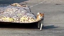 En Chine, ce chien malin aide son maître à bâcher le camion comme un pro