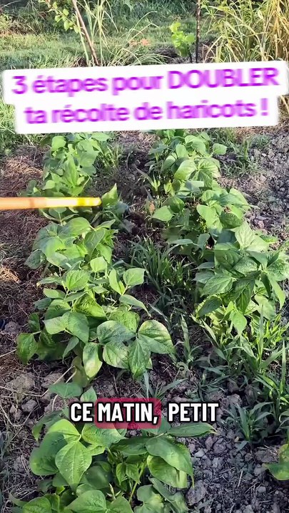 3 étapes pour DOUBLER ta récolte de haricots 🌿 #potager #jardinage #haricot #desherbage