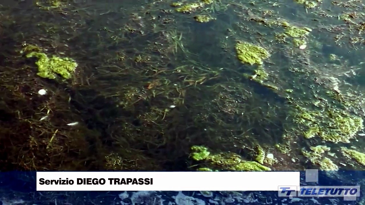 Video News - Troppe alghe nel Sebino