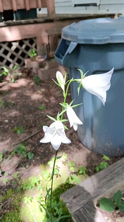 White flowers