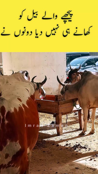 Pichy Waly Bull ko Khany hi Nahi Dia 😳