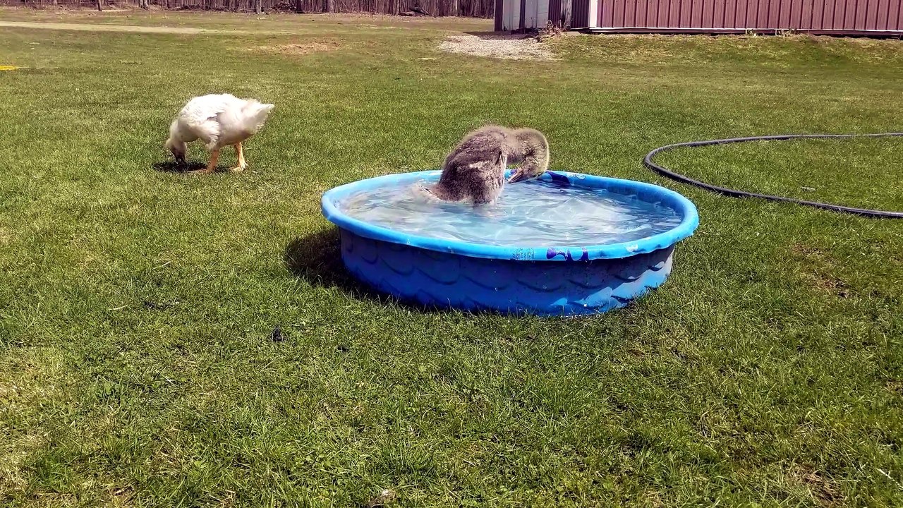 Snuggles from back when Lemongrab was barely larger than a shoe. | #SparklegleamFarm #Lemongrab #homestead #goose #farmanimals #soft #cute