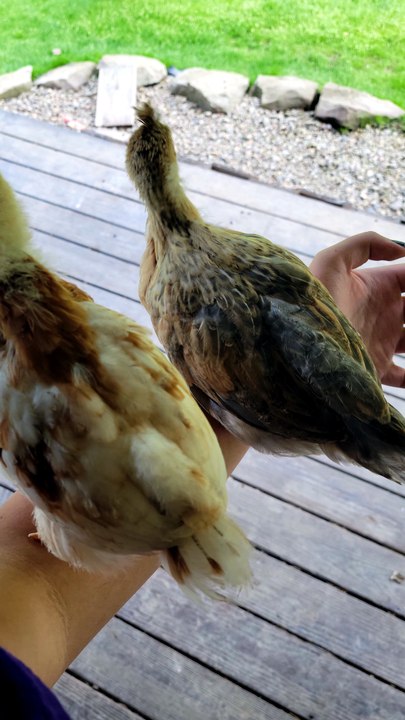 Scootaltoo tactfully changing the subject to "that thing over there". | #SparklegleamFarm #Francisco #Scootaltoo #farm #chickens #farmanimals #soft #cute
