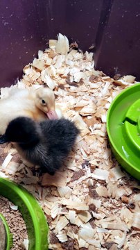 MTM was protective of DVD from the very start. | #SparklegleamFarm #MaryTylerMolt #DickVanDuck #MTM #DVD #homestead #duck #farmanimals #soft #cute