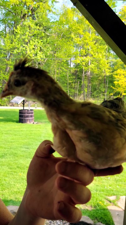 "Get my good side." -Francisco | #SparklegleamFarm #Francisco #farm #chicken #farmanimals #soft #cute