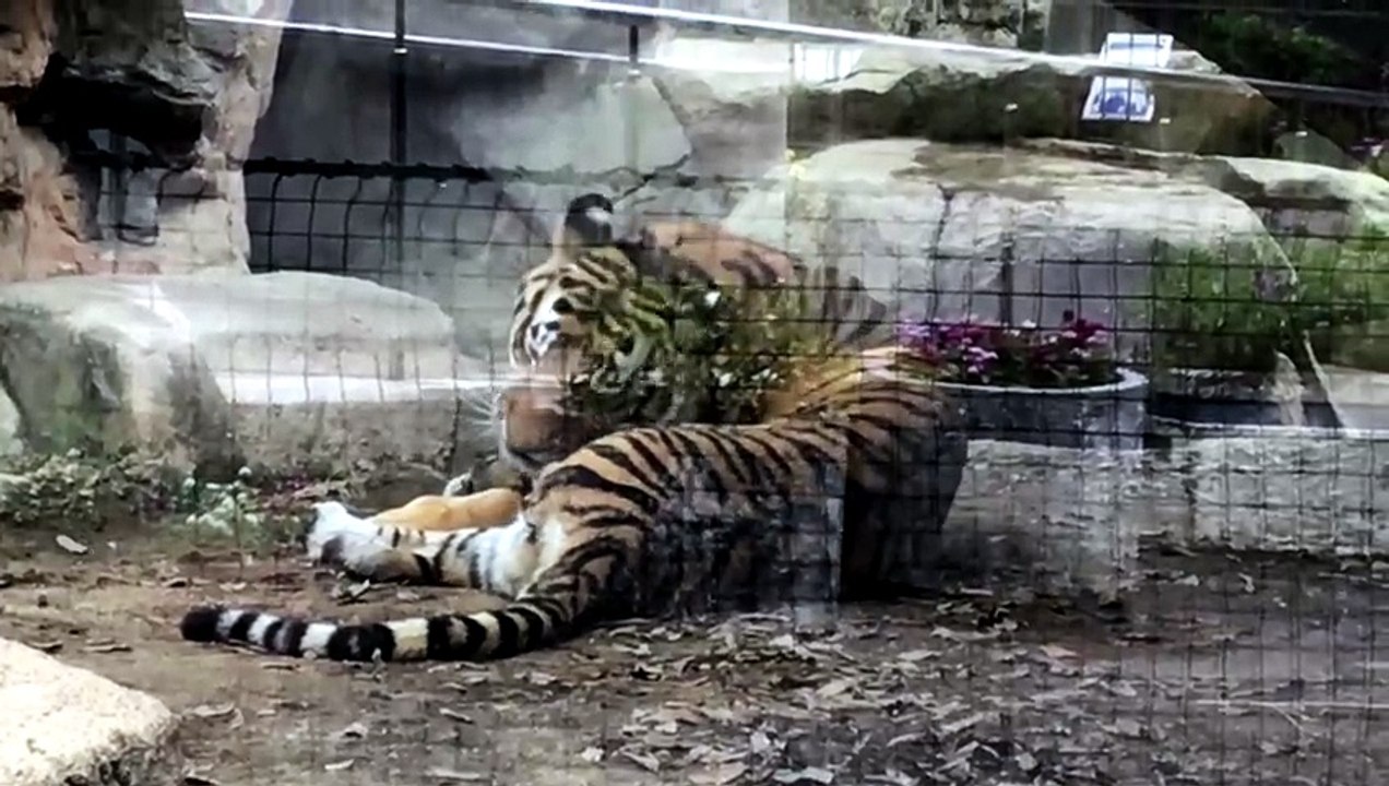 Lenya the Amur Tiger Washes Herself