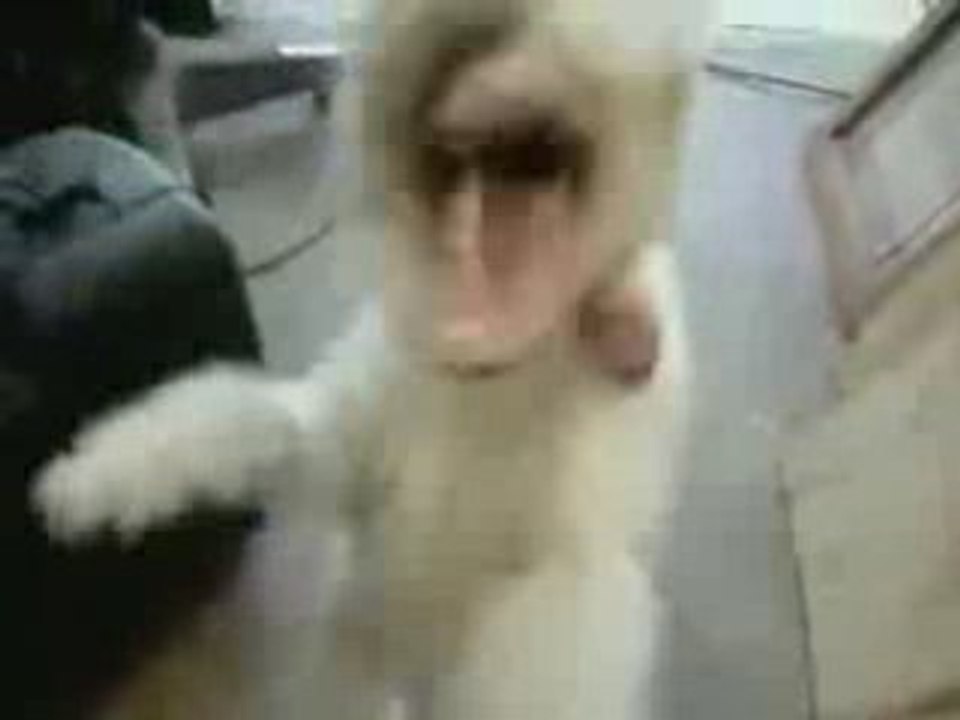 Chien-heavy-metal