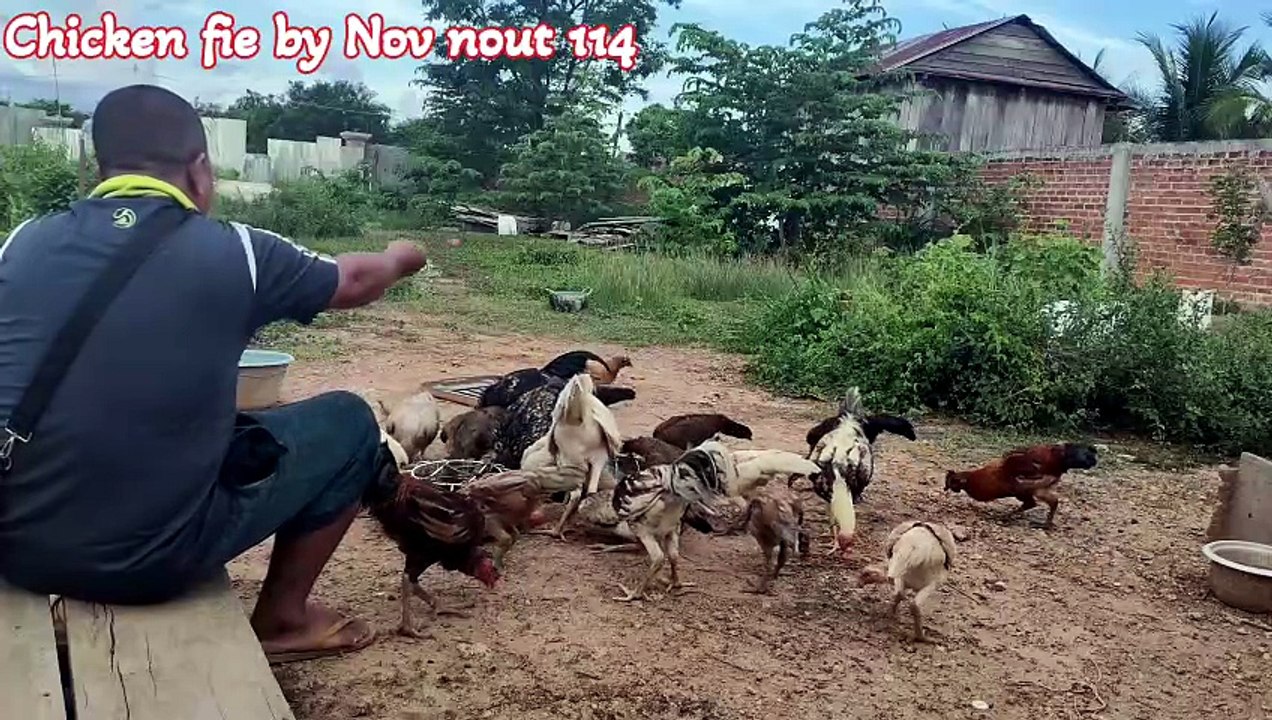 Many flocks of chickens are eating natural food.Chicken fie by Nov nout 114