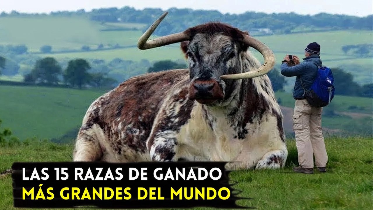 Las 15 vacas más grandes del mundo