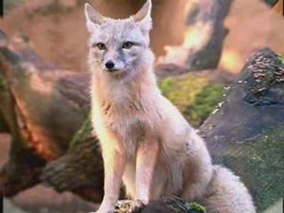 Mes animaux