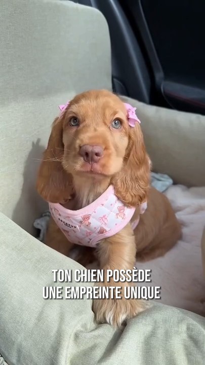 Cette partie du corps de ton chien est unique au monde 🐶