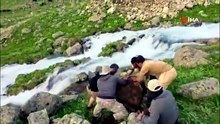 Asırlık yolculuk öküz göçü nefes kesti