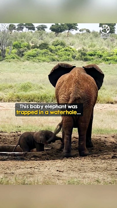 When mama elephant realizes her baby is finally safe 😭❤️
