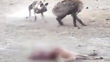 Intense Wildlife Encounter Spotted Hyena Steals Fresh Prey From African Wild Dog In Dusty Battle