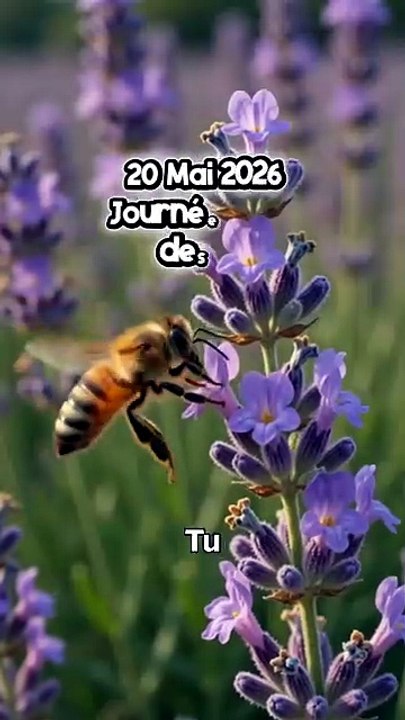 Tu savais que le mercredi 20 Mai 2026 c'est la journée mondiale des Abeilles 🐝 ? #beesofinstag.mp4