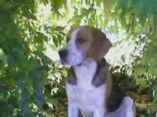 Chiens du jour bonjour