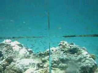 SNORKELING A MOUSTIQUE