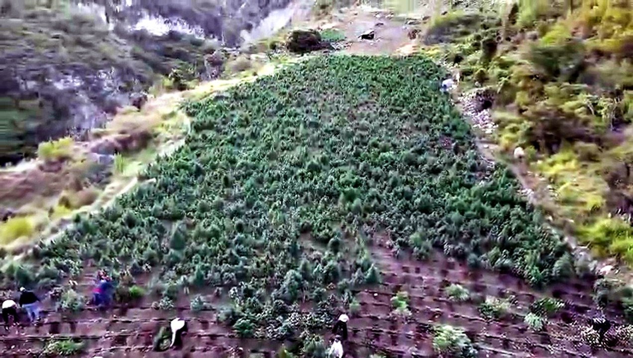 DNCD descubre plantación de 15 mil 392 matas de marihuana en San José de Ocoa