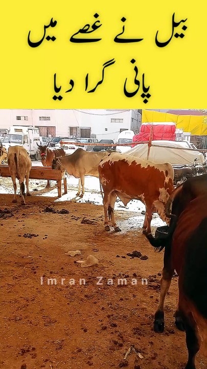 Bail Ny Ghussy me Pani Gira Dia😱