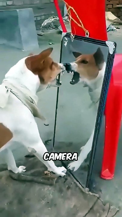 Animals Being Absolute Idiots 🤣 You Won't Believe #6!