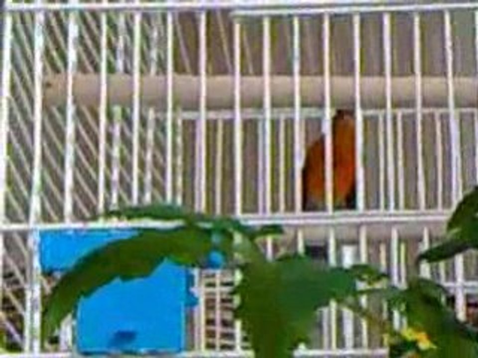 Mon Hybride tarin X CANARI