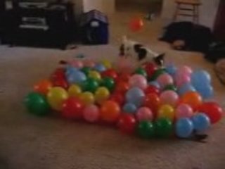 Chien-vs-ballons