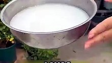 Haz este fertilizante gratis y repele insectos 🚀✨