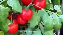Aprende a cultivar tus alimentos 🍅🥬 en tu huerta hidropónica en casa #hidroponia #hidroponía