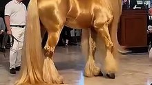 Carries an amazing noble and beautiful presence#NobleHorse #StunningBeauty