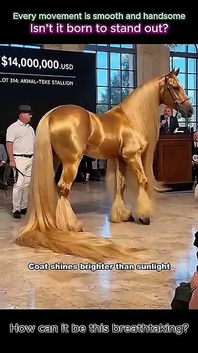 Carries an amazing noble and beautiful presence#NobleHorse #StunningBeauty