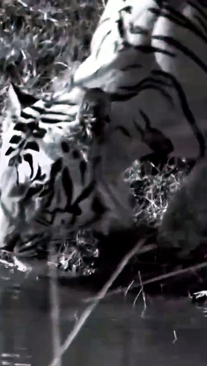 Majestic Striped Tiger Peacefully Drinking Water Close Up Riverbank Safari Encounter