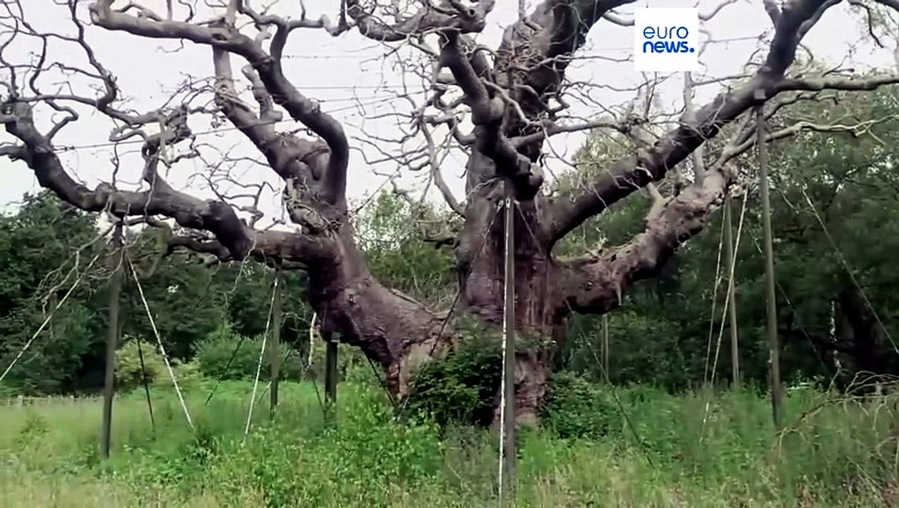 Robin-Hood-Legende: 1.200 Jahre alte Eiche im Sherwood Forest für tot erklärt