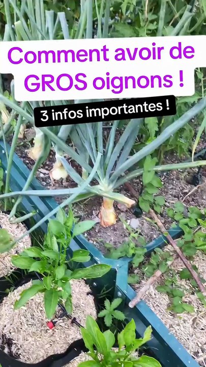 Comment avoir de GROS oignons ! #oignon #potager #jardinage #culture #recolte