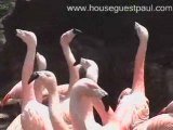 Flamingos AKA Nature's Skittle - LA Zoo Part 2