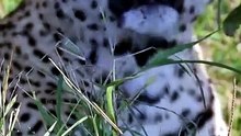 Incredible Safari Footage Wild Leopard Scales High Tree to Escape Hyena Lurking in Bushes