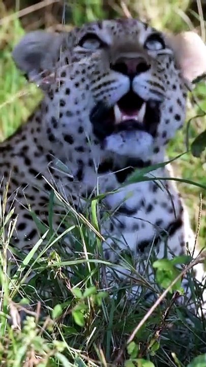 Incredible Safari Footage Wild Leopard Scales High Tree to Escape Hyena Lurking in Bushes