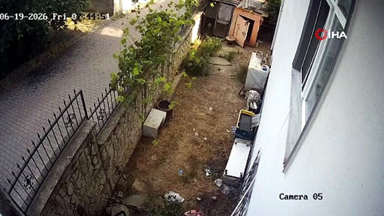 Önce etrafı gözetledi, sonra yumurtayı kaptı: Darıca’daki karga kamerada