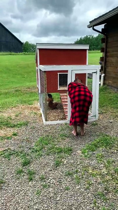 Quand le coq décide de te pourchasser hors du poulailler