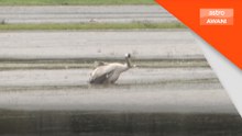 Kes kedua H5NI disahkan Australia barat