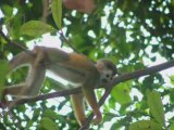 Manuel Antonio - Costa Rica